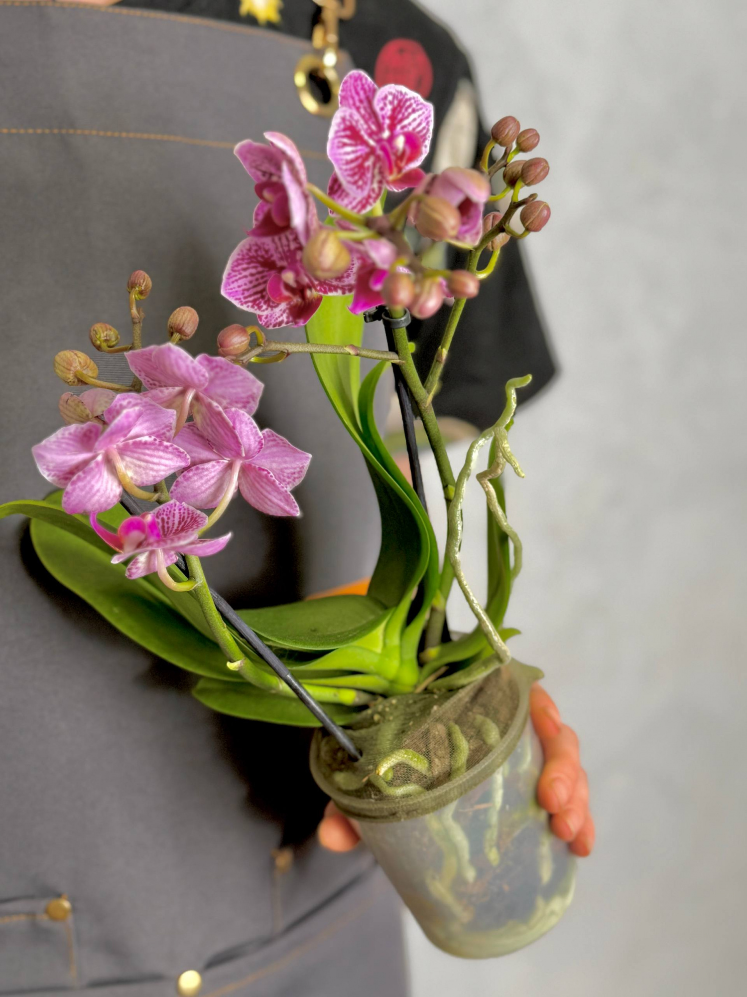Орхидея Фаленопсис Ягуар (Phalaenopsis Jaguar) D9см