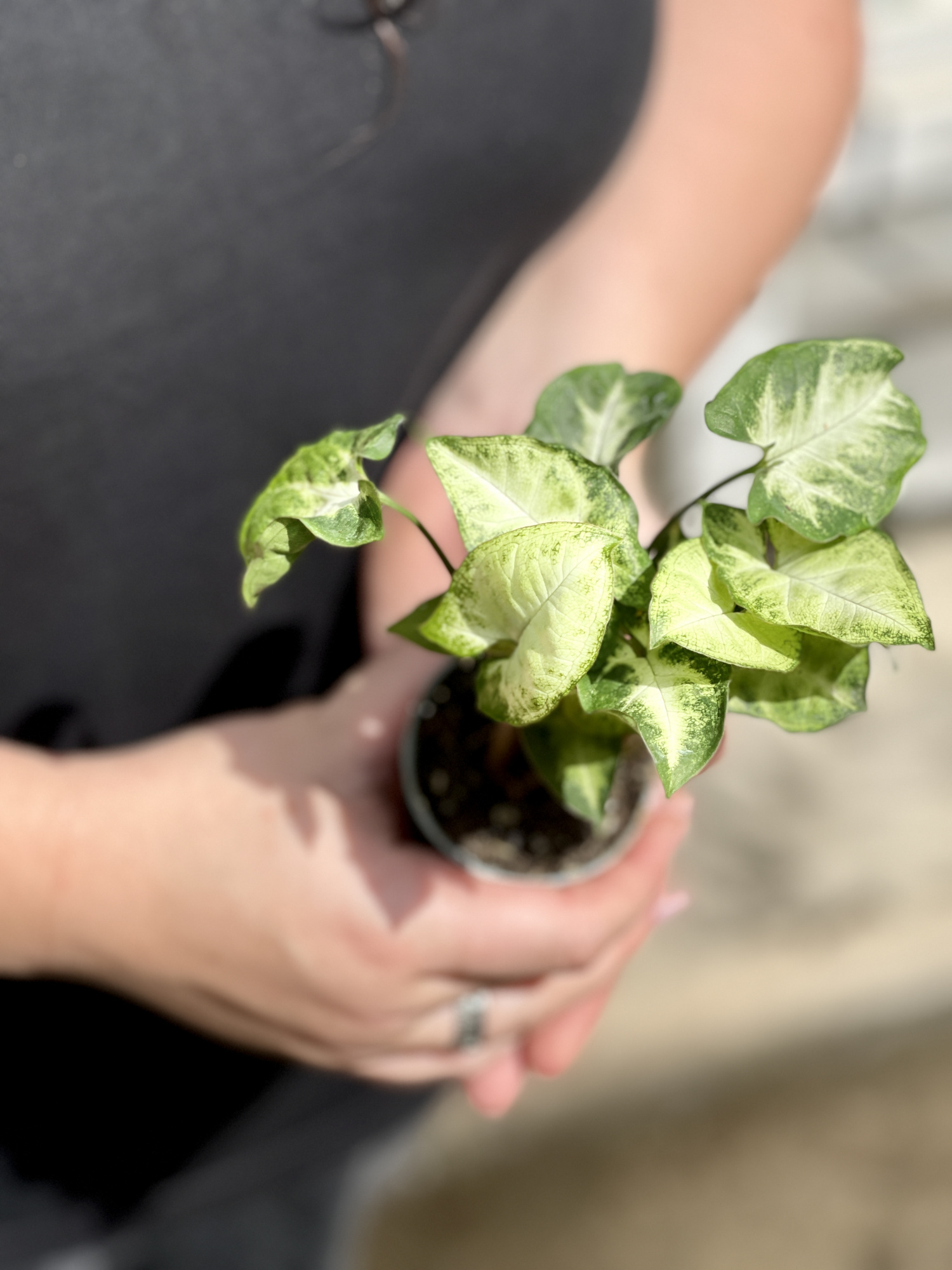 Сингониум Пикси (Syngonium Pixie) D6см