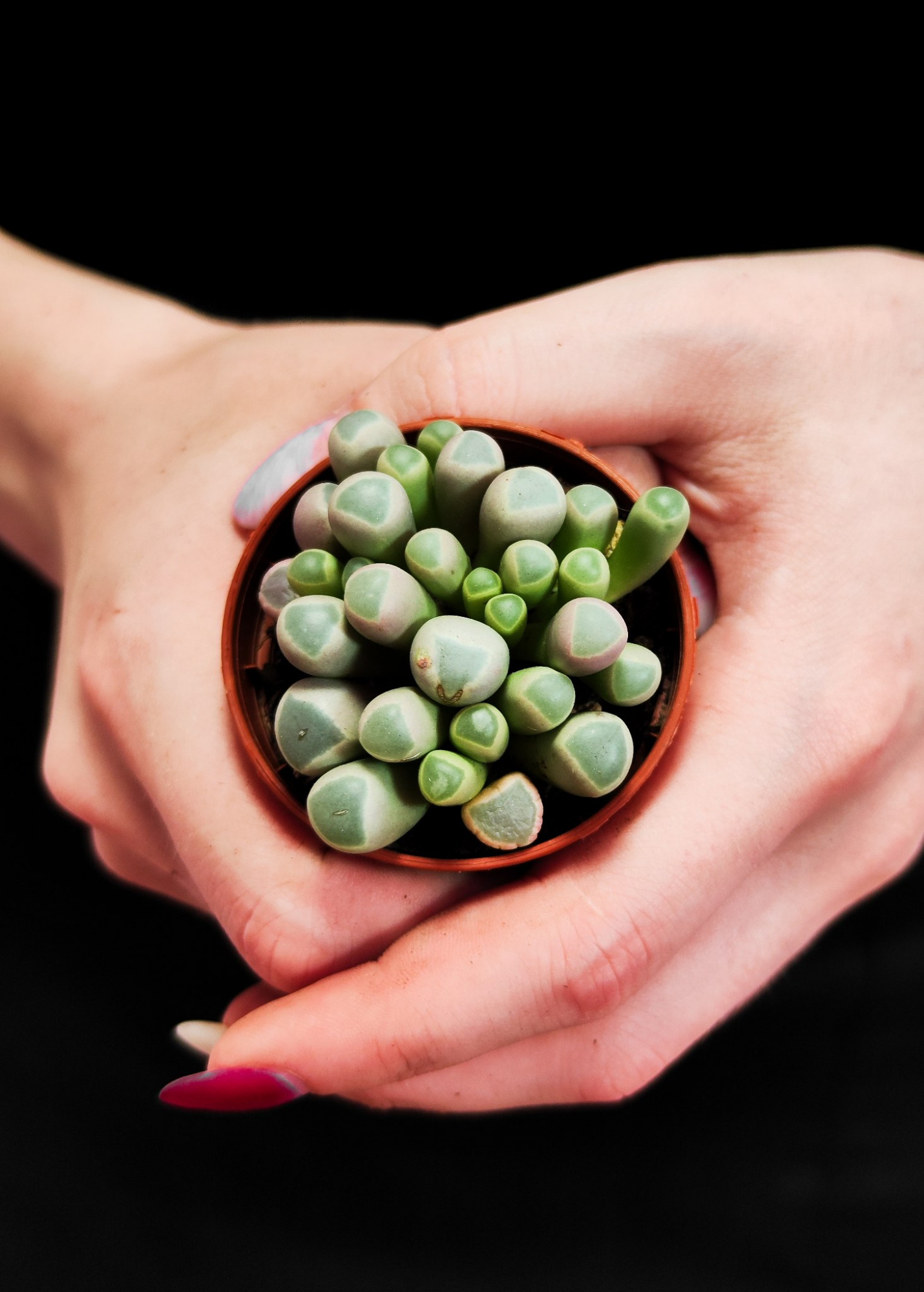 Литопсы Фенестрария Аурантика (Fenestraria Aurantiaca) D5см