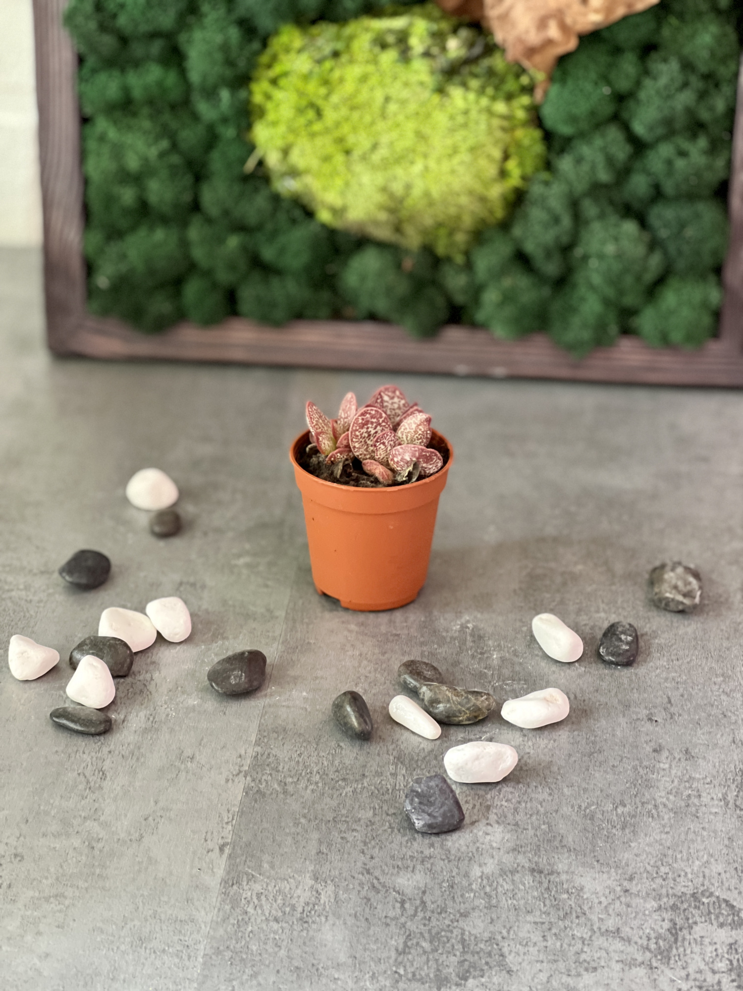Адромискус Салико Хеартс (Adromischus Calico Hearts) D5см